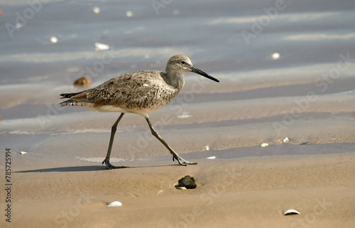 willet shorebird walking along the shoreline of freeport beach on a sunny spring day in quintana, texas