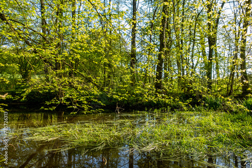 Idyllischer Waldsee im Frühling