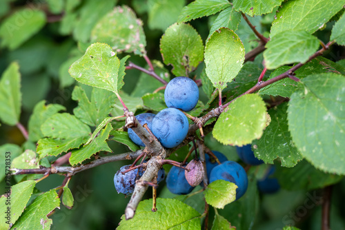 sloes on a blackthorn tree