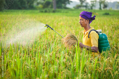 indian rural farmer spraying insecticides in the paddy crop field while holding crops in hand