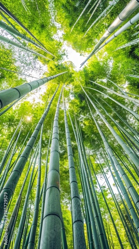 Towering bamboo trees reaching towards the sky in a lush forest setting