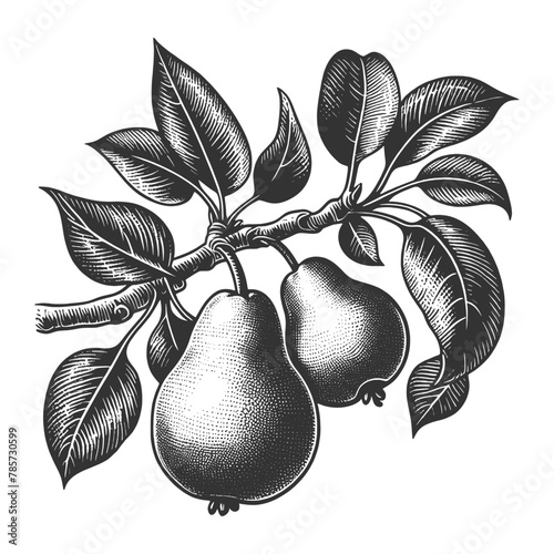 pear branch with ripe fruit, ideal for culinary and botanical themes sketch engraving generative ai vector illustration. Scratch board imitation. Black and white image.