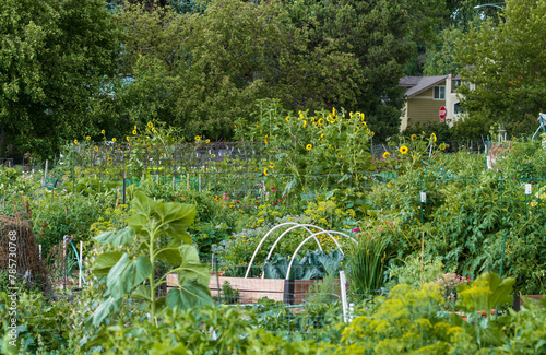 A thriving Community Garden full of plants and flowers in the Littleton neighborhood, close to Denver, Colorado.