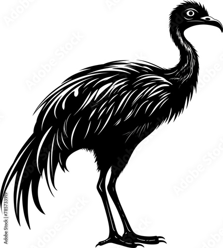 Ostrich photo