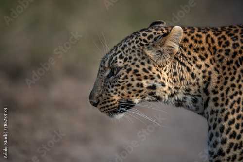 Professional portrait of the side profile of an African leopard under soft evening light of Masai Mara, Kenya photo