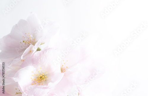 Macro white cherry flowers on a white background. Botanical design, selective focus © Yevhenii Khil