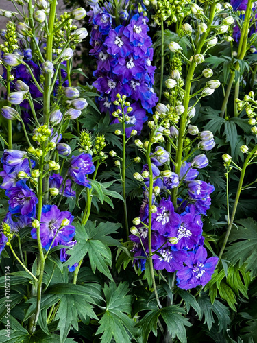 Delphiniums in full bloom while others are just starting to open up in a meadow of delphinium flowers. 