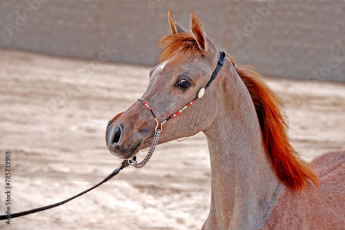 The Arabian horse and the beauty of the head and neck