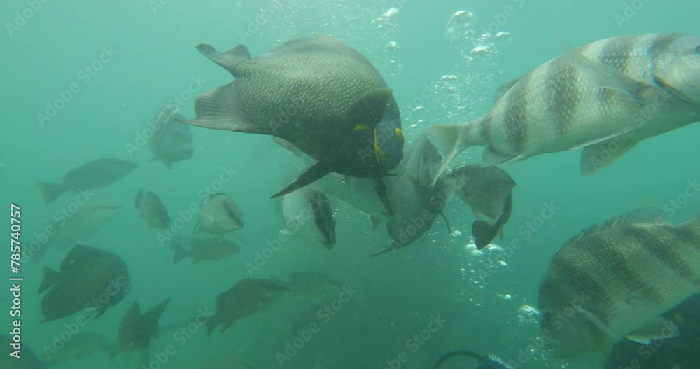 Many majestic fish underwater with bubbles - steady cam Many majestic fish underwater with bubbles - steady cam
