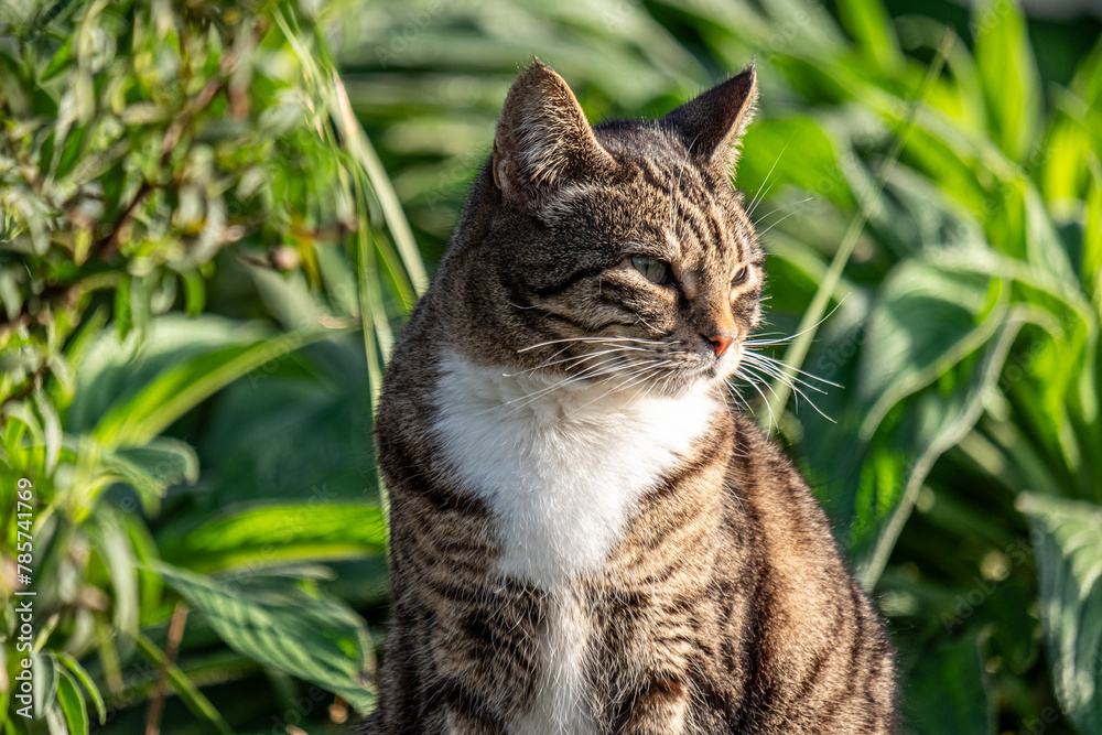 A serene tabby cat with eyes closed against a leafy backdrop, perfect for a natural pet wellness theme.