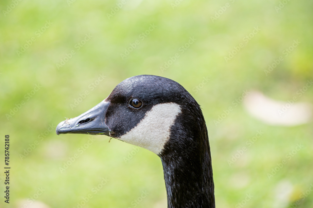 Canada Goose (Branta canadensis) - Found across North America and parts of Europe & Asia Canada Goose (Branta canadensis) - Found across North America and parts of Europe & Asia