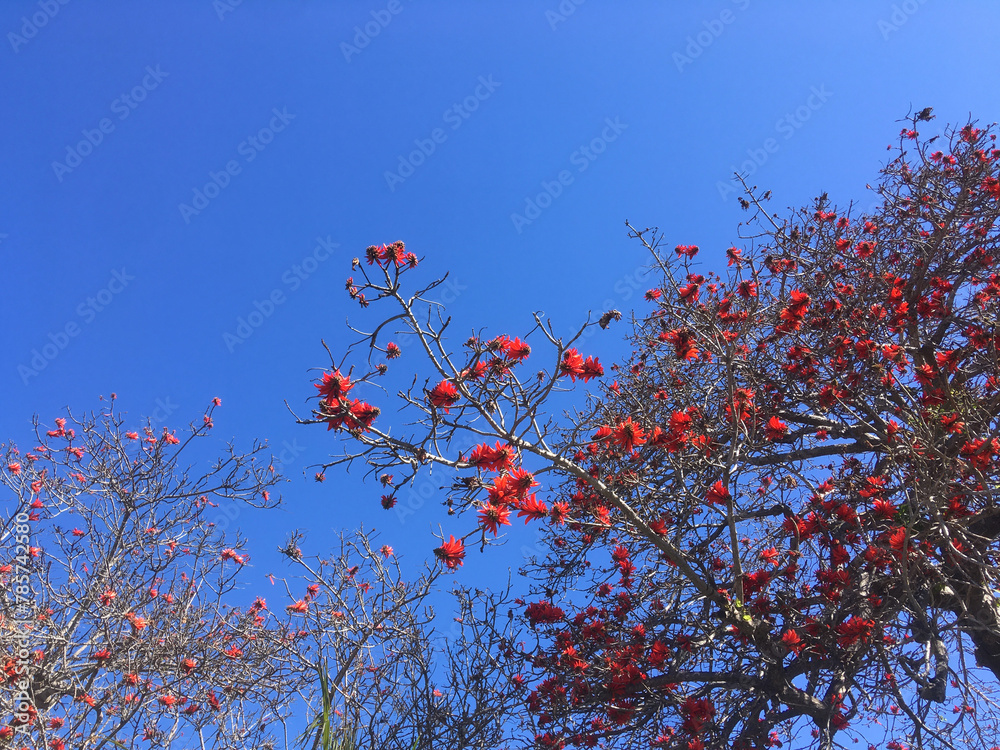 Blooming coral tree in southern California springtime Blooming coral tree in southern California springtime