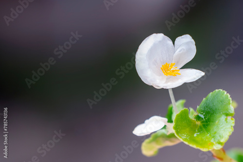 A wax begonia flower perched on green background. White flowers. Begonia cucullata. photo