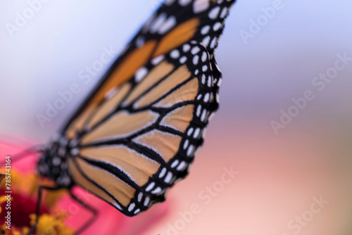 monarch butterfly on a flower (ID: 785743164)