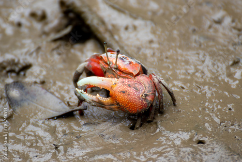 Canvas Print fiddler crab in wetlands mud with big claw