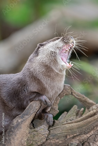 portrait of an Asian small clawed otter (amblonyx cinerea) yawning