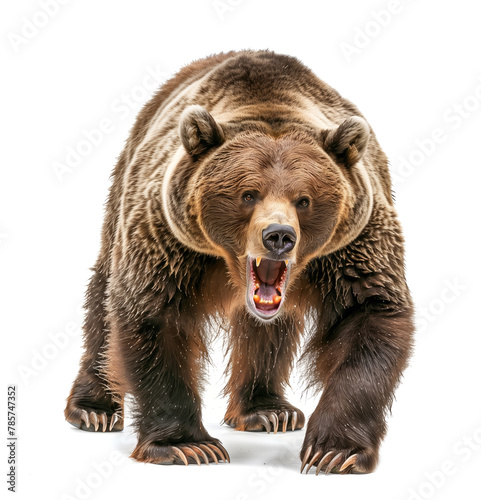Aggressive brown bear roaring towards camera