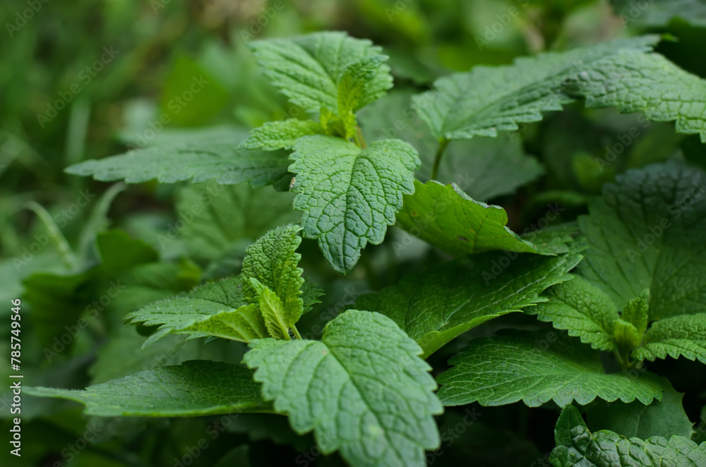 Melissa officinalis plant (mint family), spring vegetable garden, close-up, selective focus Melissa officinalis plant (mint family), spring vegetable garden, close-up, selective focus