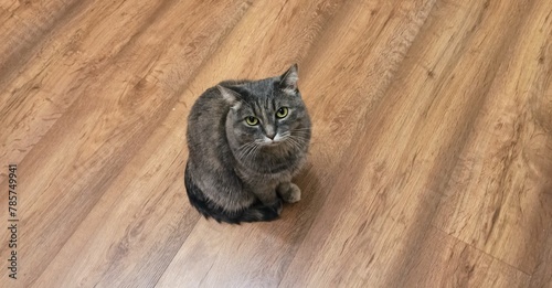 Gray cat sits on a brown floor in the kitchen and asks for food