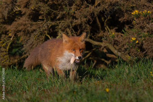 Red Fox or Vulpes vulpes close-up, Image shows the lone fox on the edge of a park on the outskirts of London with a piece of raw chicken in it's mouth