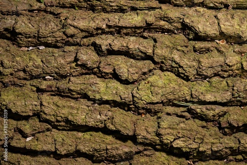 Textured Tree bark up Close