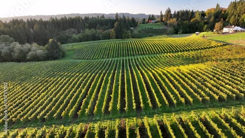 Aerial: Rows Of Vineyard Stretch Towards A Dense Forest, Creating A Natural Tapestry Of Greenery And Agriculture, Bathed In The Soft Light Of The Setting Sun. - Sherwood, Oregon photo