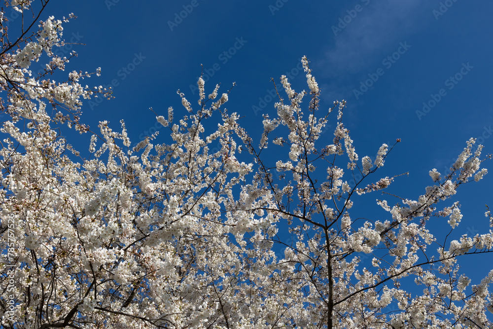 Beautiful Cherry blossoms trees. Sakura flowers in full bloom during spring.