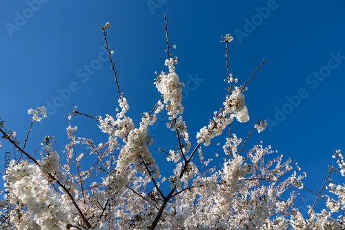 Beautiful Cherry blossoms trees. Sakura flowers in full bloom during spring.