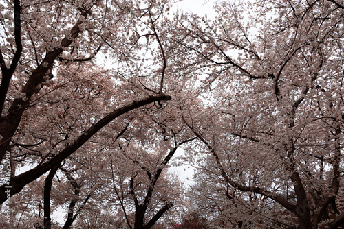 Wallpaper Mural Beautiful pink cherry blossom trees in full bloom. Sakura flowers.  Torontodigital.ca