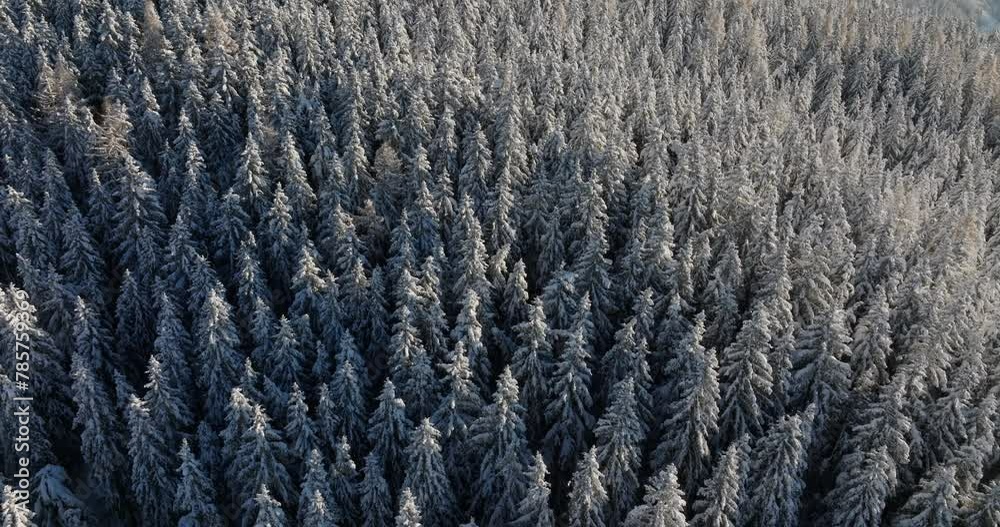 Drone Flight Over Winter Forest Drone Flight Over Winter Forest
