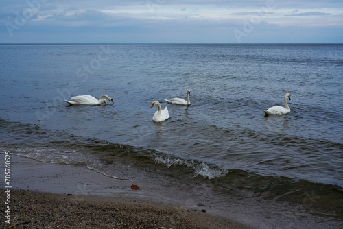 White swans by the sea in Gdynia, Poland. © astaszczyk