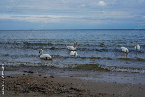White swans by the sea in Gdynia, Poland.  © astaszczyk