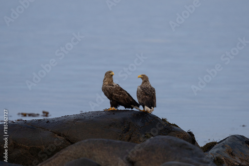 White tailed eagle on Lofoten islands. Eagle on the coast. Sea eagle sit on the top of the stone. 