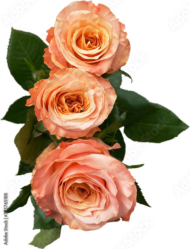 Three peach roses png