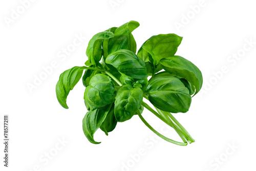 Green basil leaves on white background isolate
