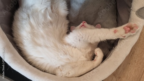 Young white kitten sleeping in a cat bed on his back, showing his belly
