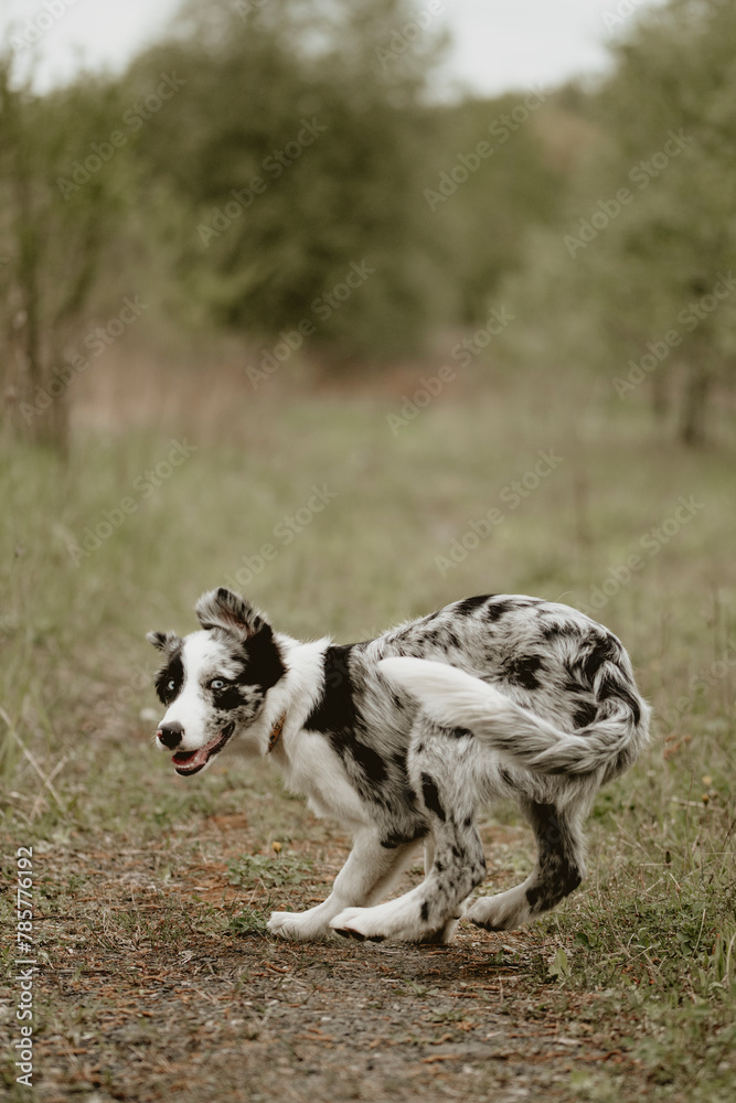 border collie blue merle portret pies border collie blue merle portret pies