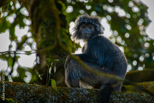 The javan langur or javan lutung Trachypithecus auratus, climbing forest tree, resting and eat leaves, with natural bokeh background