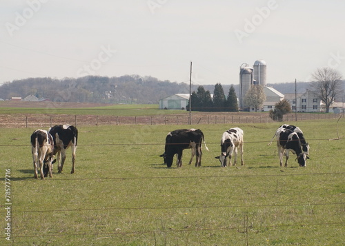 Dairy Cows Grazing in Field and Silos in Background Spring