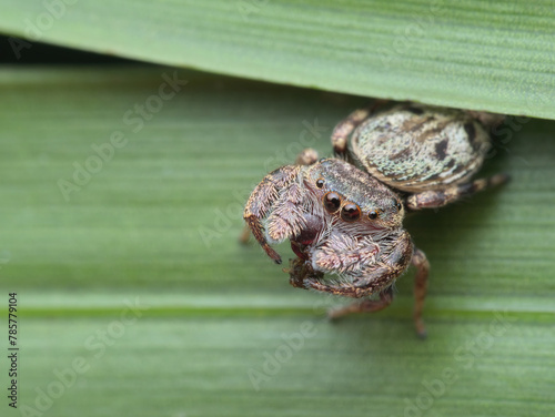 Cute jumping spider eat pray while looking up on the leaf