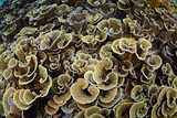Fragile, foliose corals thrive on a shallow, biodiverse reef in Raja Ampat, Indonesia. This tropical region is known as the heart of the Coral Triangle due to its incredible marine biodiversity.