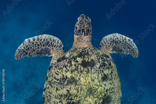 A Green sea turtle, Chelonia mydas, swims through the blue waters of Raja Ampat, Indonesia. This species is considered endangered since it is overfished for its meat.