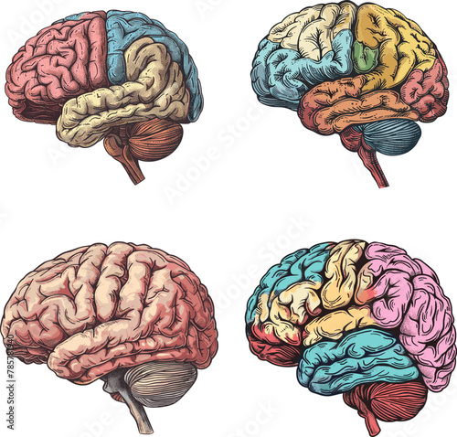 Color engraving raster illustration set of Human brain isolated on white background