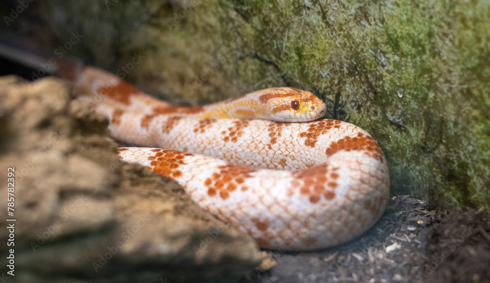 Naklejka premium snake in a zoo