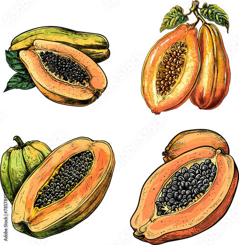 Set of Color engraving raster illustration Papaya isolated on white background