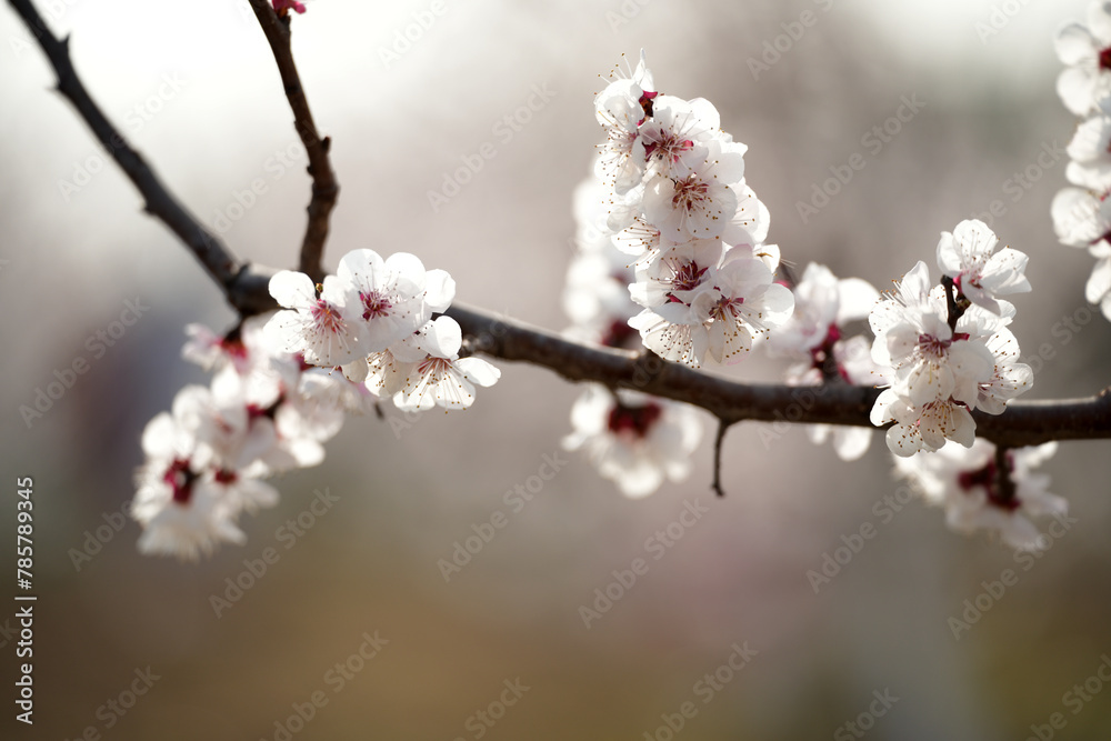 Apricot flowers bloom in spring Apricot flowers bloom in spring
