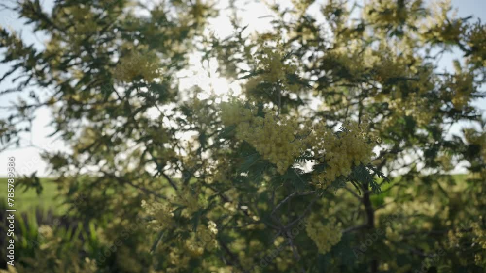 Panned 4K video of yellow tree flowers moved by the fresh wind, with the bright sun passing through the flowers Panned 4K video of yellow tree flowers moved by the fresh wind, with the bright sun passing through the flowers