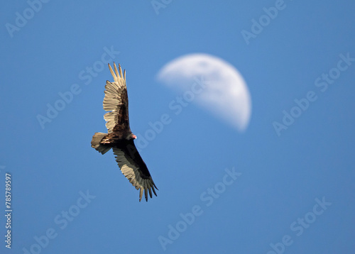 Turkey Vulture Soaring Past a Cresent Moon in a Clear Blue Sky