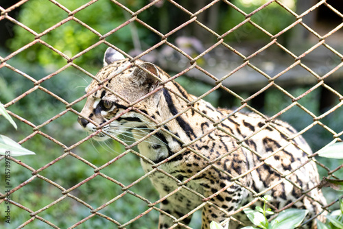 CUTE BABY JAGUAR in a cage