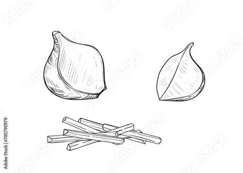 Hand drawn sketch black and white illustration of turnip jicama, root, leaf. Vector illustration. Elements in graphic style label, sticker, menu, package. Engraved style illustration.